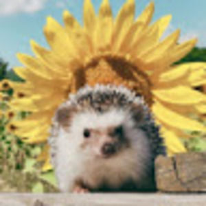 Meet your Posher, Katrina